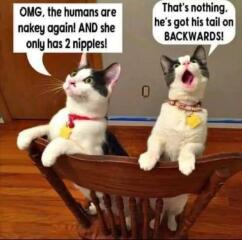 Does your cat supervise the laundry?