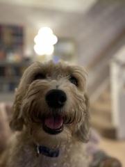 A dog photo thread - please share your pics