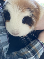 Fgs I've just agreed to Guinea pigs.