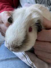 Fgs I've just agreed to Guinea pigs.