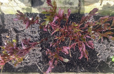 Plant identification