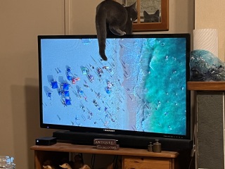 Tales and Tails and NMCs  -  the Excellent Cats March On