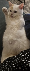 Advice needed for situation with poorly cat