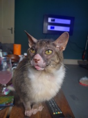 Machiavellian Misbehaviour- the Excellent Cats Deny Everything