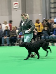 Crufts