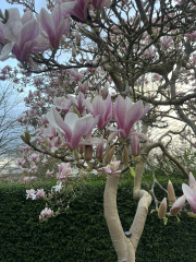 Is my magnolia dead?