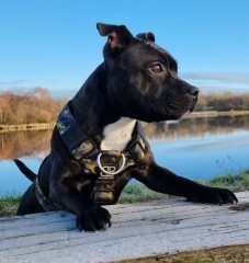 A dog photo thread - please share your pics
