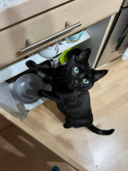 Does your cat supervise the laundry?