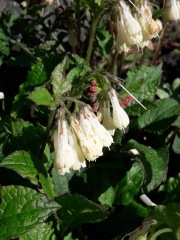 Plant ID