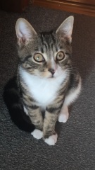 Where did you get your cat/s from?