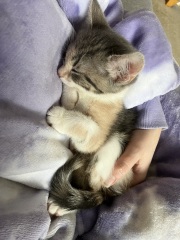 It’s a kitten name thread
