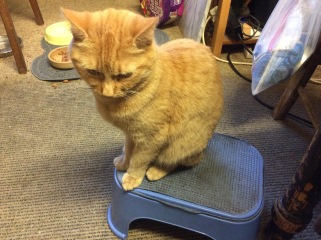 Machiavellian Misbehaviour- the Excellent Cats Deny Everything