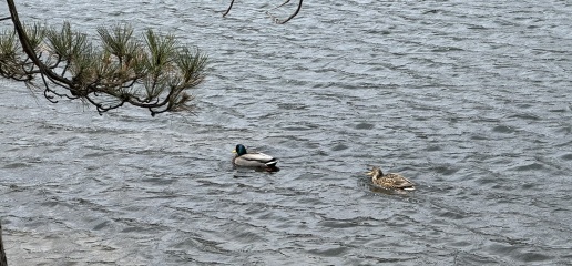 Come and tell me your dull and unexciting news 29: Calmly through the day