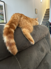 Machiavellian Misbehaviour- the Excellent Cats Deny Everything