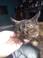 Machiavellian Misbehaviour- the Excellent Cats Deny Everything