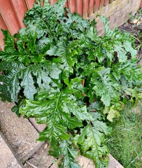 Help identify these trees/plant in new house's garden...