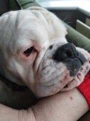 A dog photo thread - please share your pics