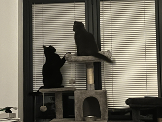Machiavellian Misbehaviour- the Excellent Cats Deny Everything
