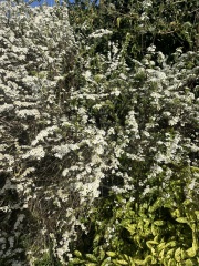 Plant/shrub ID please