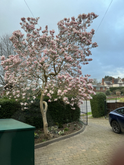 Is my magnolia dead?
