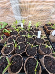 When to pot on seedlings?