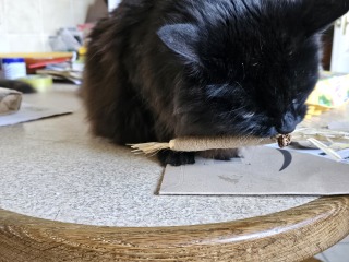 Tales and Tails and NMCs  -  the Excellent Cats March On