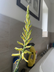 My aloe vera is flowering