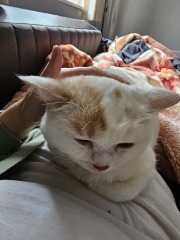 Advice needed for situation with poorly cat