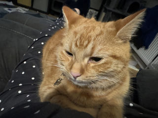 Machiavellian Misbehaviour- the Excellent Cats Deny Everything