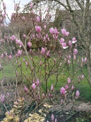 Is my magnolia dead?