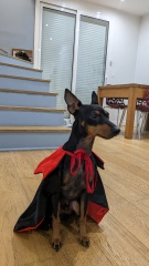 A dog photo thread - please share your pics