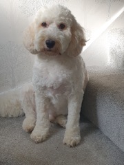 A dog photo thread - please share your pics