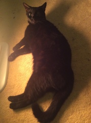 Machiavellian Misbehaviour- the Excellent Cats Deny Everything