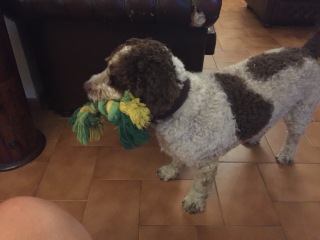A dog photo thread - please share your pics