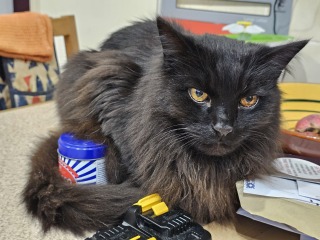 Tales and Tails and NMCs  -  the Excellent Cats March On