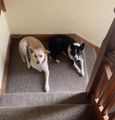 A dog photo thread - please share your pics