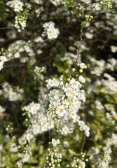 Plant/shrub ID please