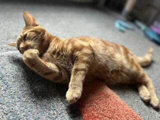 Advice needed for situation with poorly cat