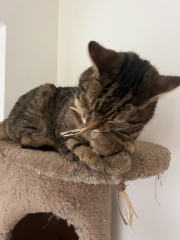 Thug cat part 5 - For he will not do destruction, if he is well-fed, neither will he spit without provocation.