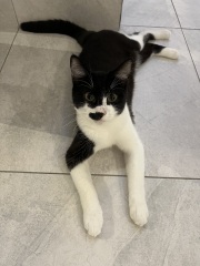 Cat behaviour after dog attack