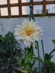 Is anyone ready to be excited about dahlias yet?