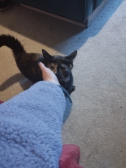 My poor kitten is going downhill - scared