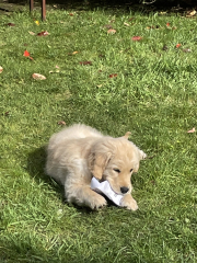 A dog photo thread - please share your pics
