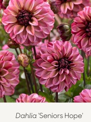 Is anyone ready to be excited about dahlias yet?