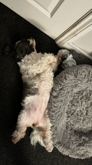 A dog photo thread - please share your pics