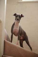 A dog photo thread - please share your pics