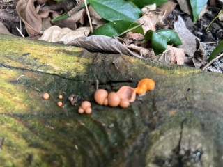 What are these weird things?