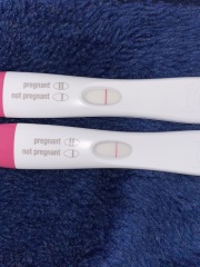 Potentially pregnant