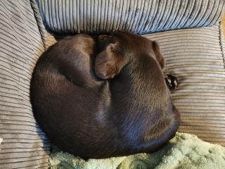 Puppy Survival Thread for New and Old Pups - Spring is around the corner!