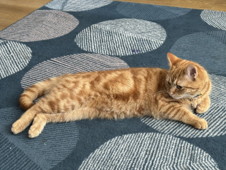 Machiavellian Misbehaviour- the Excellent Cats Deny Everything